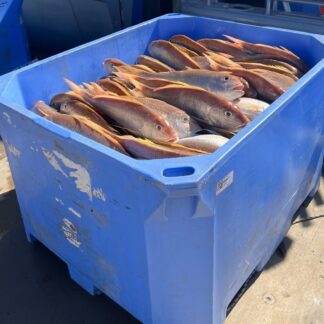 Fishing Boat Licence