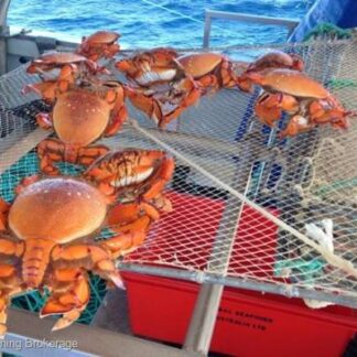 Primary Commercial Fishing Licence