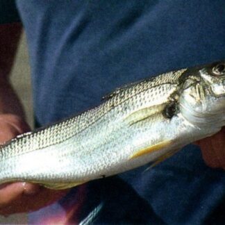 Small Mesh Net Fishery