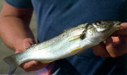 Small Mesh Net Fishery