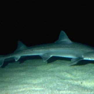 waters hook shark permit