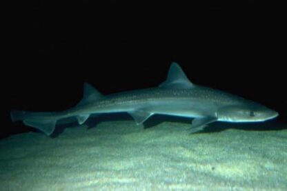 waters hook shark permit